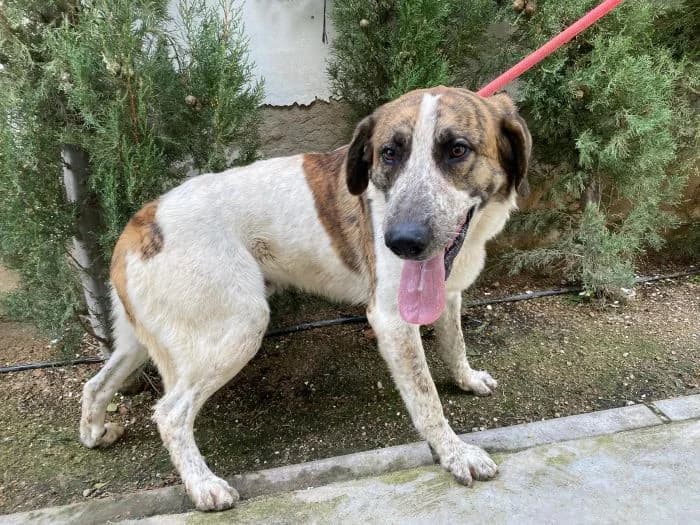 SIMBA, blanco y atigrado Edad: 05/12/2022 Peso: male 3yo Spanish Mastiff for adoption at AdoptaMur — Murcia Municipal Animal Adoption