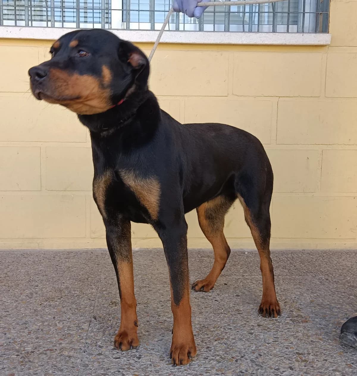 ZOE, Negro/Fuego Pelo: Corto Peso: 27 female young Rottweiler for adoption at AdoptaMur — Murcia Municipal Animal Adoption