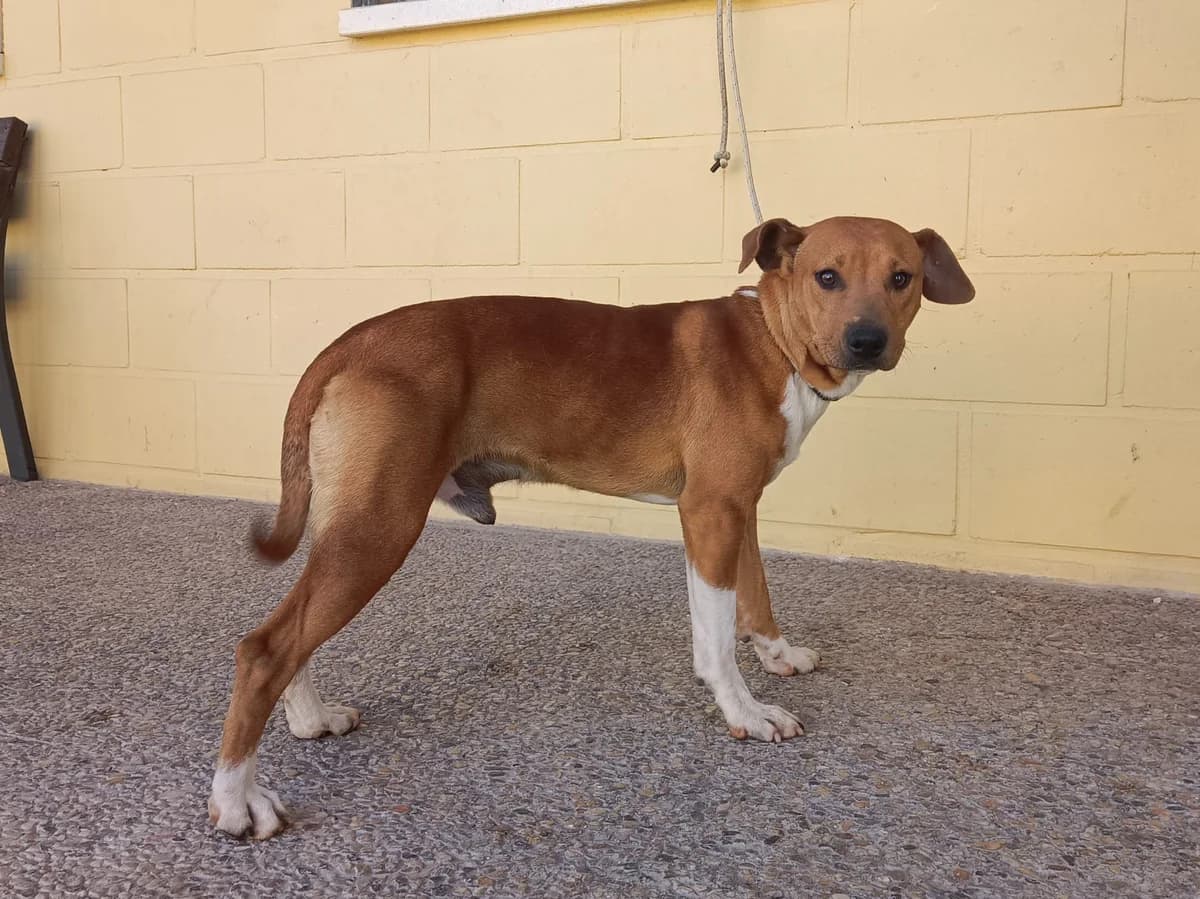 MEJILLÓN, Canela/Blanco Pelo: Corto Peso: 13 male young Mixed Breed for adoption at AdoptaMur — Murcia Municipal Animal Adoption