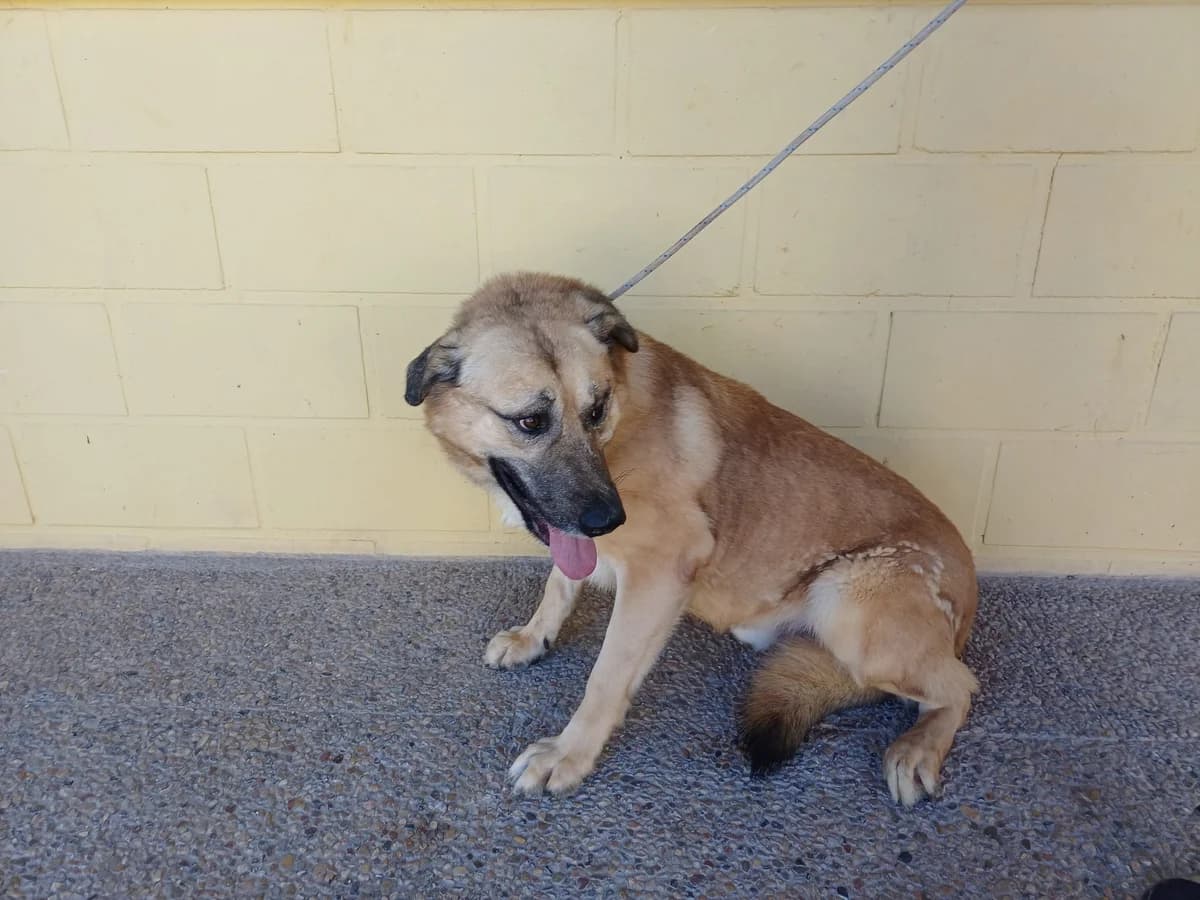 NERÓN, Leonado Pelo: Corto Peso: 33 male 3yo Spanish Mastiff for adoption at AdoptaMur — Murcia Municipal Animal Adoption