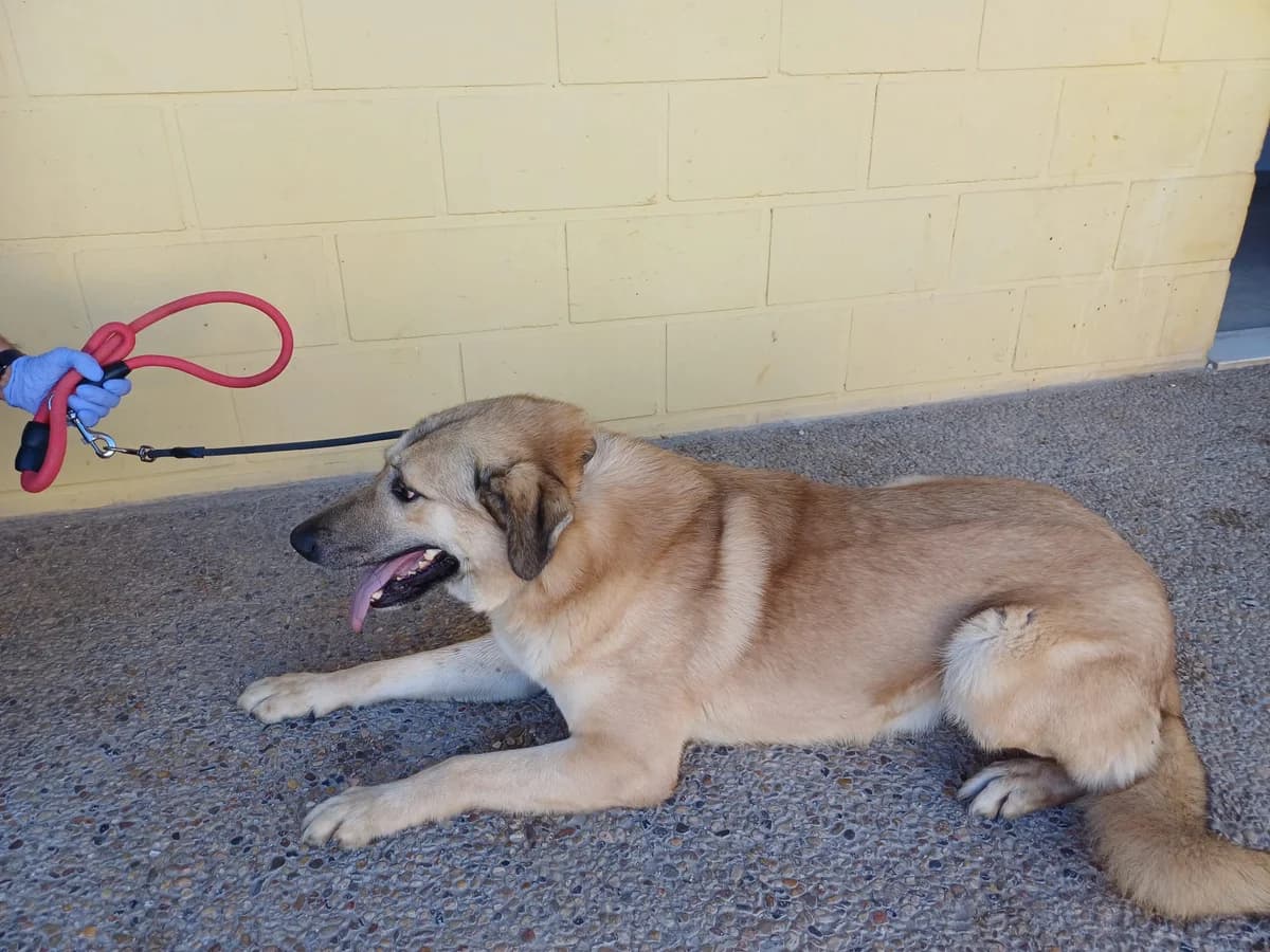 CLAUDIO, Leonado Pelo: Corto Peso: 33 male 4yo Spanish Mastiff for adoption at AdoptaMur — Murcia Municipal Animal Adoption