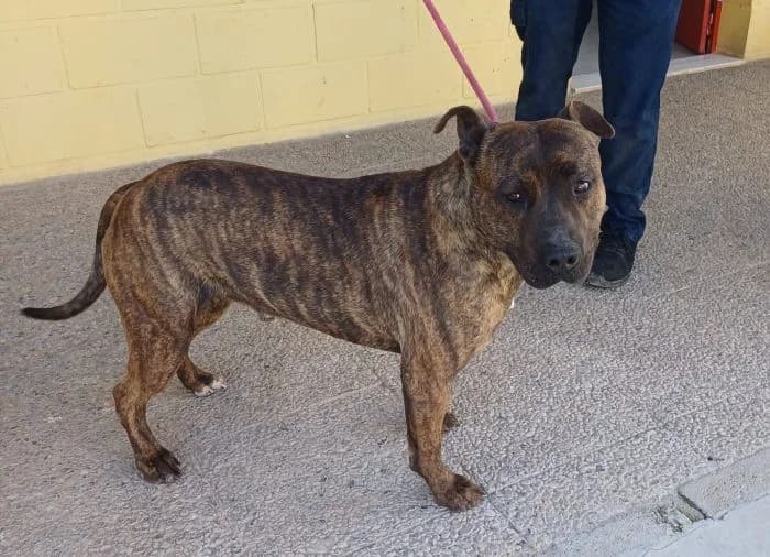 PAUL, atigrado Edad: 07/07/2020 Peso: 33 male 6yo American Staffordshire Terrier for adoption at AdoptaMur — Murcia Municipal Animal Adoption