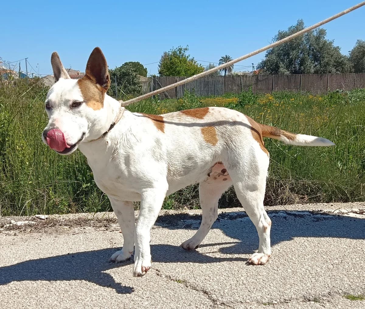 CHULA, Blanco y naranja Edad: 13/02/2024 Peso: female young Bull Terrier for adoption at AdoptaMur — Murcia Municipal Animal Adoption