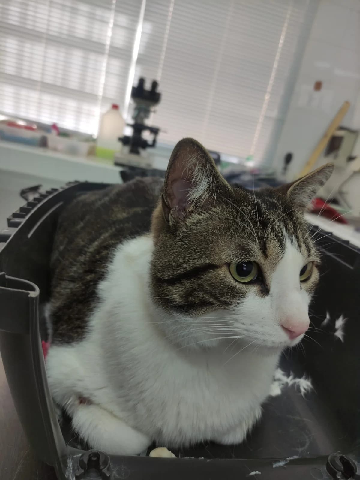 TONI, Gris atigrado/ Blanco Edad: 01/04/2022 P male 4yo European Shorthair for adoption at AdoptaMur — Murcia Municipal Animal Adoption