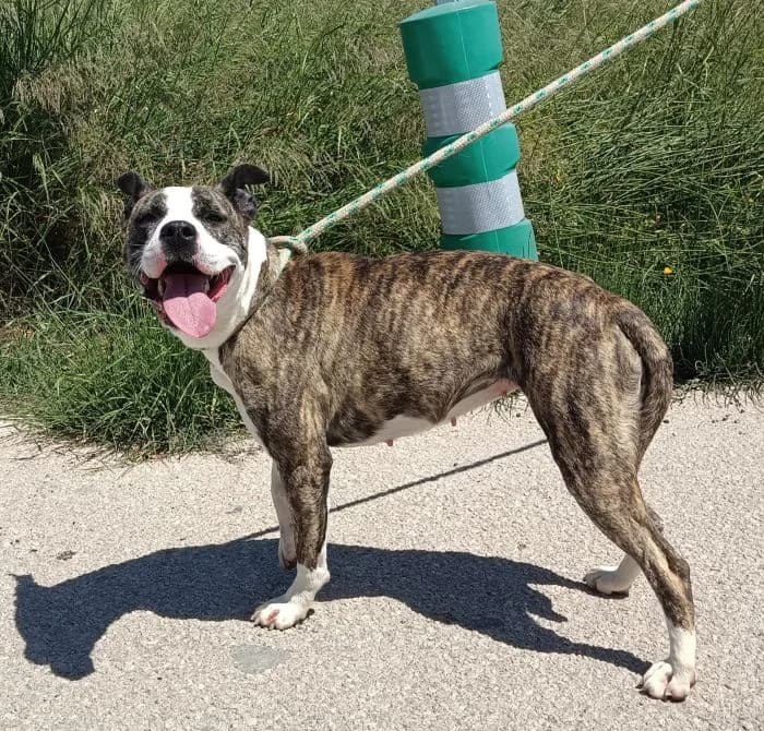 TINA, Atigrada y blanca Fecha nacimiento: 27/0 female young American Staffordshire Terrier for adoption at AdoptaMur — Murcia Municipal Animal Adoption