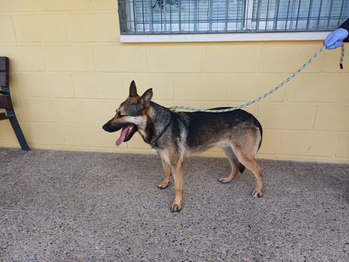 COCO, Lobero Fecha nacimiento: 01/01/2022 Peso male 4yo Mixed Breed for adoption at AdoptaMur — Murcia Municipal Animal Adoption