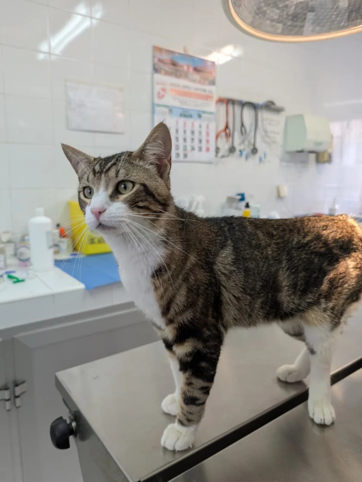 CHARLY, Gris atigrado/ Blanco Edad: 01/05/2025 P male young European Shorthair for adoption at AdoptaMur — Murcia Municipal Animal Adoption