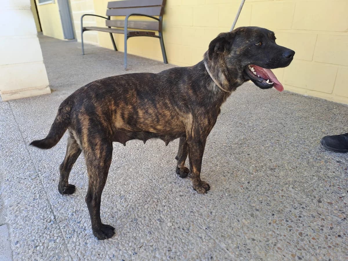 LASSY, Mixed Breed (AdoptaMur — Murcia Municipal Animal Adoption)