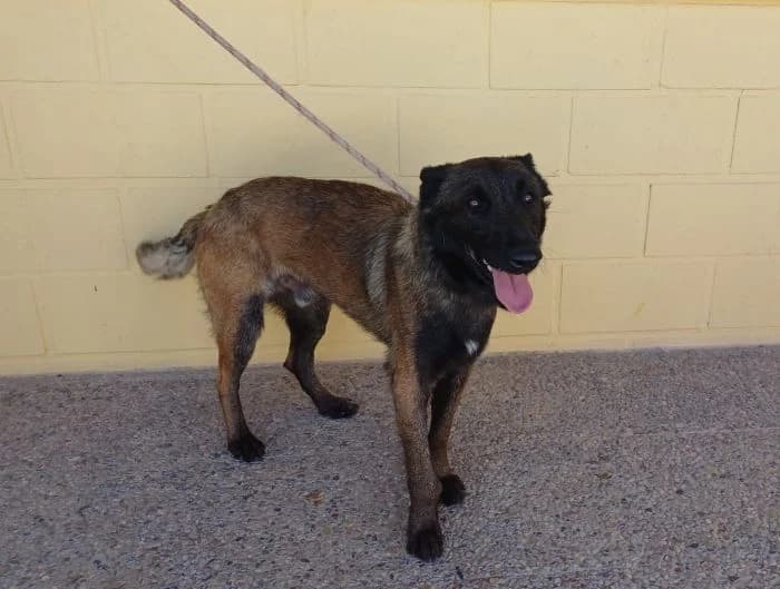 MANGO, rubio negro carbonado Fecha nacimiento: male 4yo Belgian Malinois for adoption at AdoptaMur — Murcia Municipal Animal Adoption