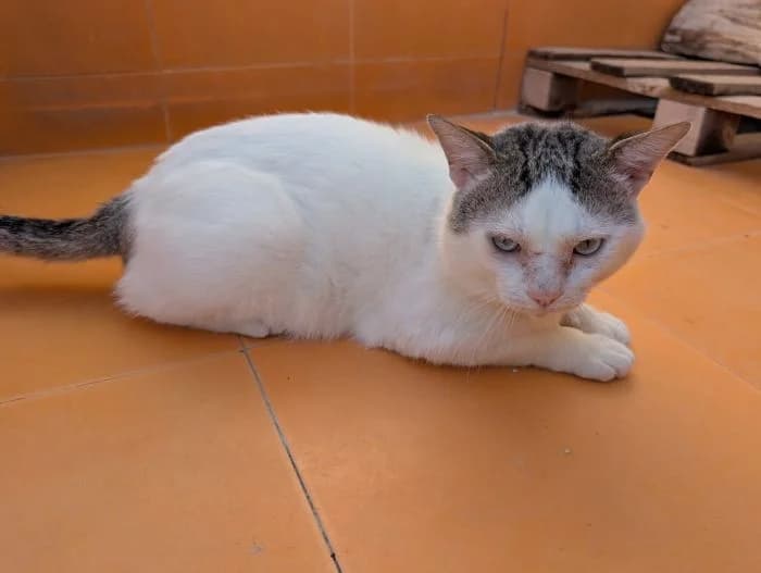 ROMEO, blanco Edad: 27/03/2021 Romeo es un prec male 5yo mixed breed for adoption at AdoptaMur — Murcia Municipal Animal Adoption