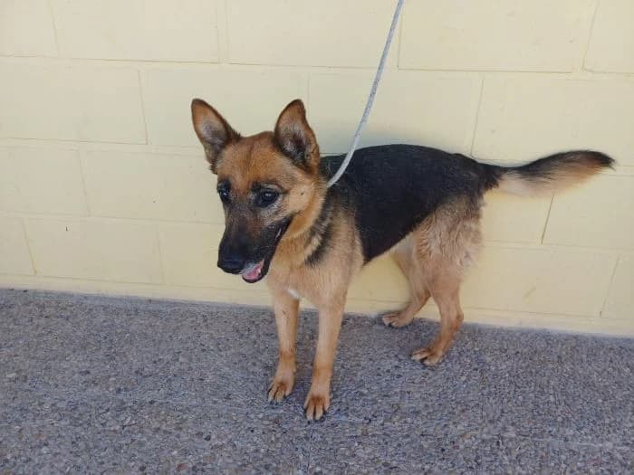 ZELDA, Negro y fuego Edad: 06/02/2017 Peso: 22 female senior German Shepherd for adoption at AdoptaMur — Murcia Municipal Animal Adoption
