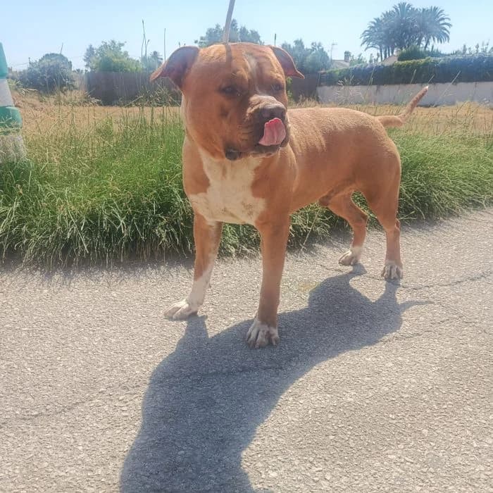 ATILA, canela Edad: 01/06/2022 Peso: 33 male 4yo American Bully for adoption at AdoptaMur — Murcia Municipal Animal Adoption
