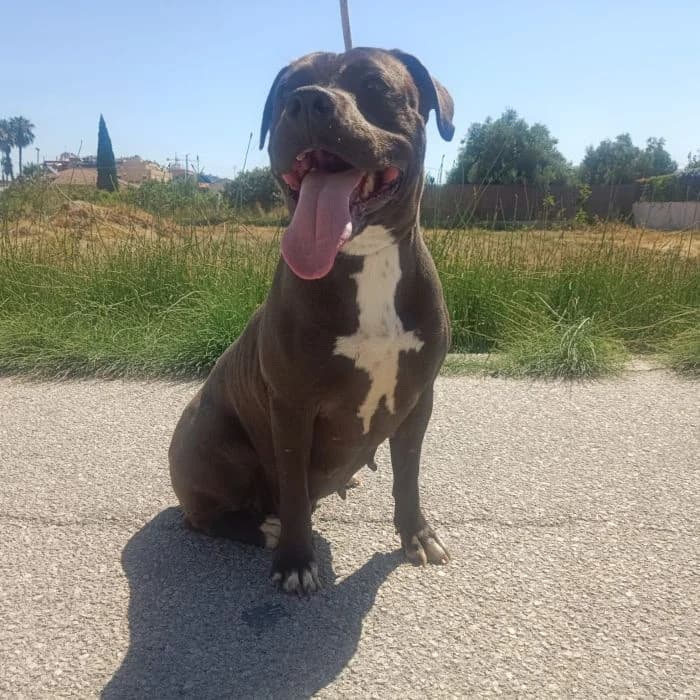 TULA, gris y blanco Edad: 05/06/2023 Peso: 23 female 3yo Pit Bull Terrier for adoption at AdoptaMur — Murcia Municipal Animal Adoption