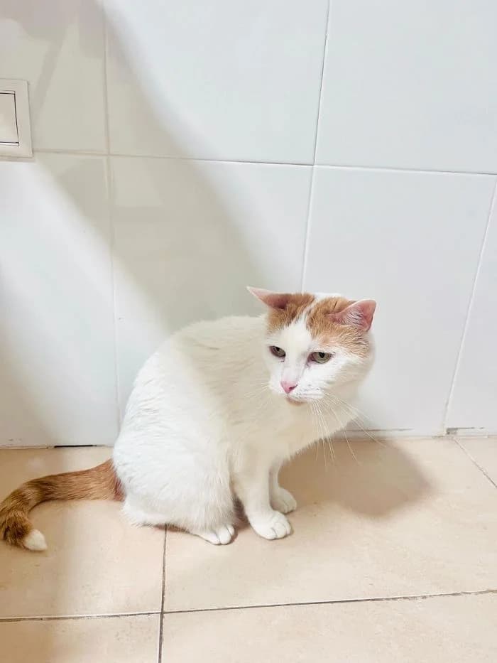 NALA, blanco y naranja Edad: 15/09/2020 Nala female 6yo mixed breed for adoption at AdoptaMur — Murcia Municipal Animal Adoption