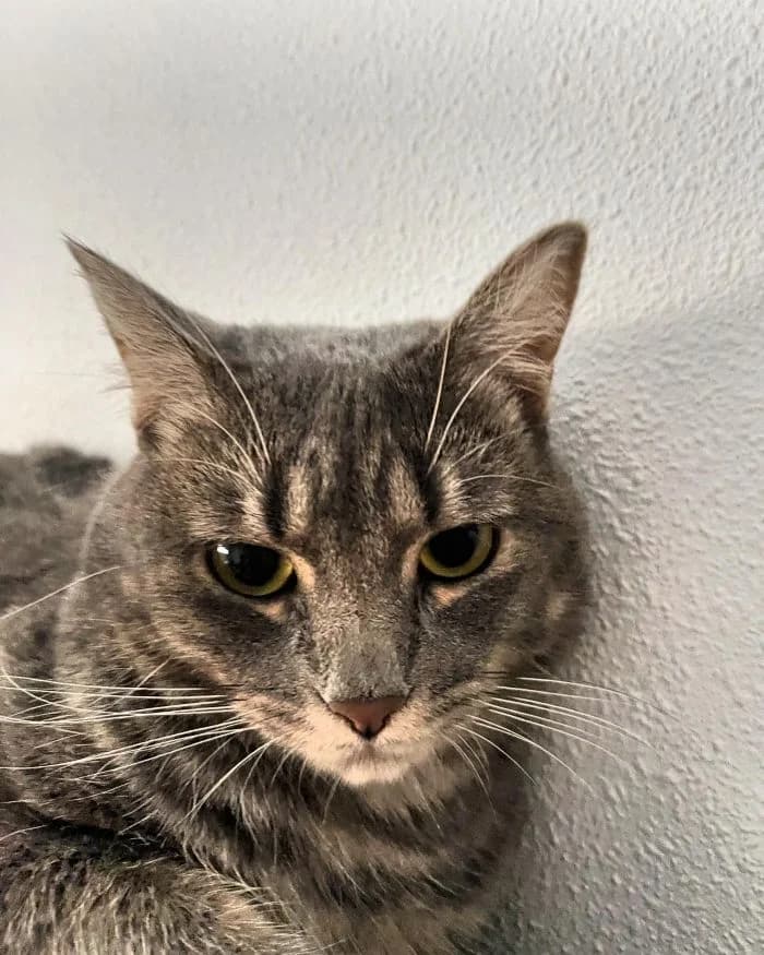 BLUE, Gris Edad: 16/06/2023 Blue es una precio female 3yo mixed breed for adoption at AdoptaMur — Murcia Municipal Animal Adoption