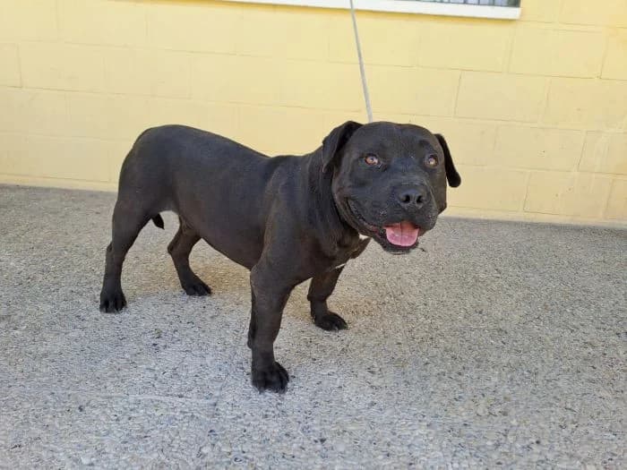 DRACO, negro Edad: 12/04/2021 Peso: 33 kg male 5yo American Bully for adoption at AdoptaMur — Murcia Municipal Animal Adoption
