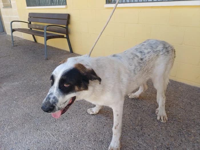 ABEL, tricolor Edad: 12/09/2025 Peso: 45 kg male young Spanish Mastiff for adoption at AdoptaMur — Murcia Municipal Animal Adoption
