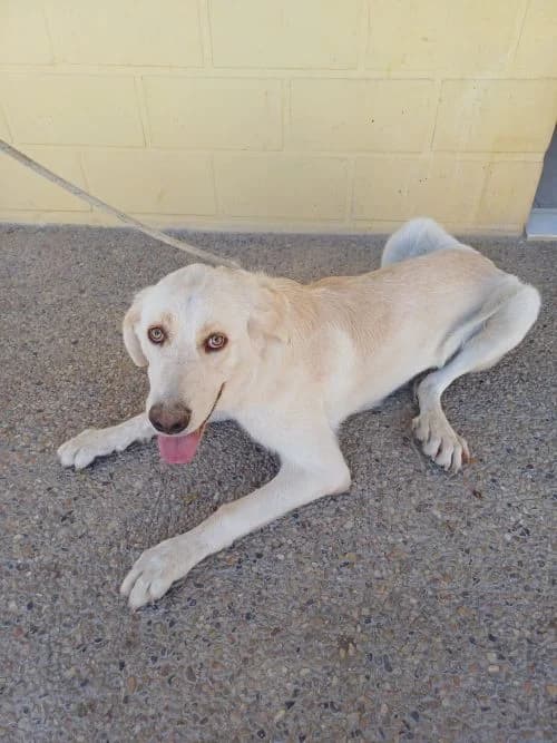 CAÍN, barquillo Edad: 12/09/2025 Peso: 36 kg male young Spanish Mastiff for adoption at AdoptaMur — Murcia Municipal Animal Adoption