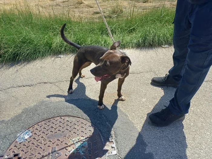 KIRA, negro Edad: 02/02/2022 Peso: 18 female 4yo Pit Bull Terrier for adoption at AdoptaMur — Murcia Municipal Animal Adoption