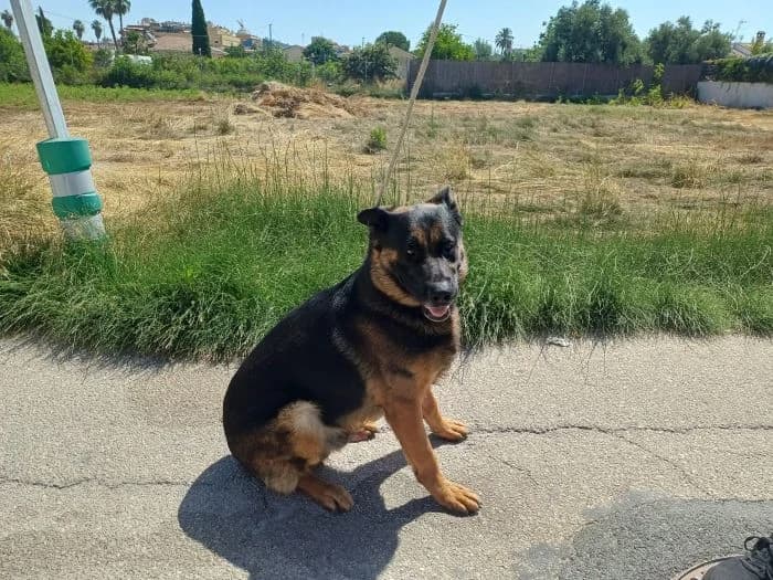 KING, negro y fuego Edad: 01/07/2021 Peso: 41 male 5yo German Shepherd for adoption at AdoptaMur — Murcia Municipal Animal Adoption