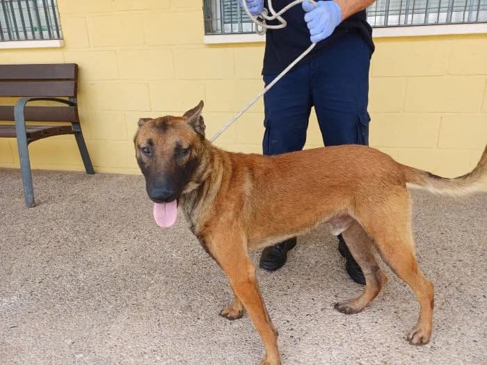 MARCO, Rubio carbonado Edad: 01/01/2024 Peso: 2 male young Belgian Malinois for adoption at AdoptaMur — Murcia Municipal Animal Adoption