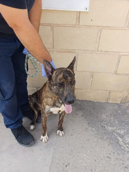 JULIÁN, atigrado Edad: 17/06/2025 Peso: 25 kg male Mixed Breed for adoption at AdoptaMur — Murcia Municipal Animal Adoption
