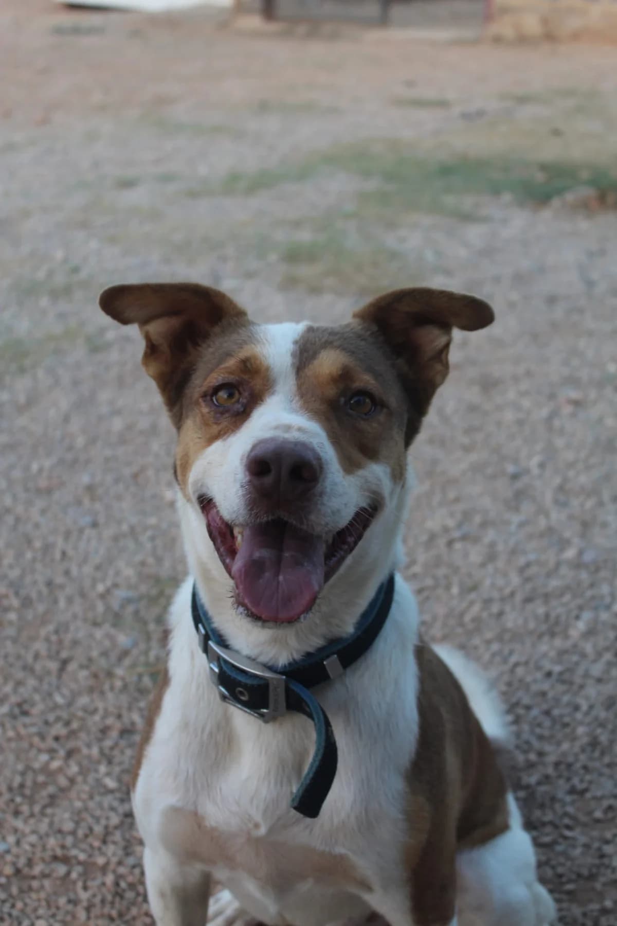 COCO, male 7yo Mixed Breed for adoption at Naturaleza y Animales