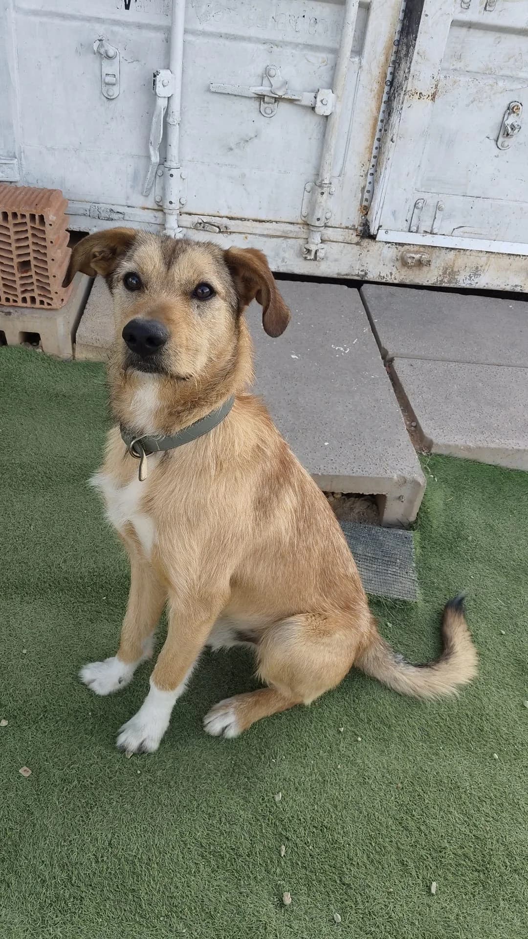 TOBY,  puppy Mixed Breed for adoption at Naturaleza y Animales