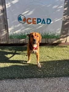 BIGUII,  Mixed Breed for adoption at Fundació Natura Parc CEPAD, Santa Eugènia (Mallorca)