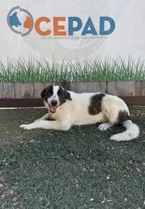 INDIA,  Mixed Breed for adoption at Fundació Natura Parc CEPAD, Santa Eugènia (Mallorca)