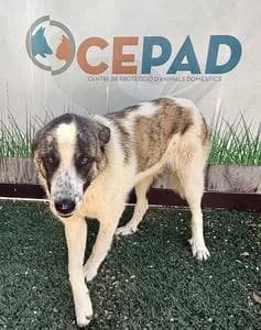 THAI,  Mixed Breed for adoption at Fundació Natura Parc CEPAD, Santa Eugènia (Mallorca)