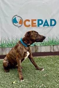GRU, Mixed Breed for adoption at Fundació Natura Parc CEPAD, Santa Eugènia (Mallorca)