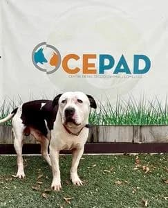 SULTAN,  Mixed Breed for adoption at Fundació Natura Parc CEPAD, Santa Eugènia (Mallorca)