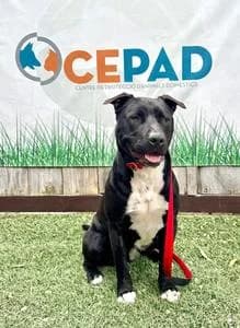 HASH, Mixed Breed for adoption at Fundació Natura Parc CEPAD, Santa Eugènia (Mallorca)