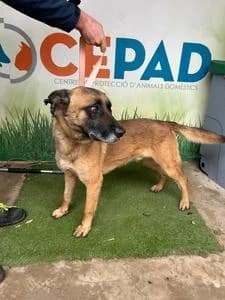 FRANCO, Mixed Breed for adoption at Fundació Natura Parc CEPAD, Santa Eugènia (Mallorca)