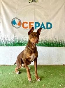 SLIM,  Mixed Breed for adoption at Fundació Natura Parc CEPAD, Santa Eugènia (Mallorca)
