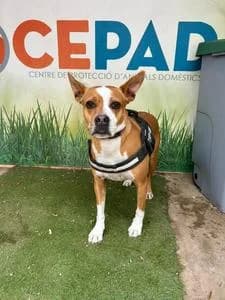 DJANGO, Mixed Breed for adoption at Fundació Natura Parc CEPAD, Santa Eugènia (Mallorca)