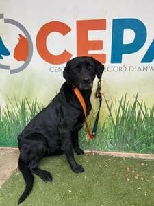 FLETXA, Mixed Breed for adoption at Fundació Natura Parc CEPAD, Santa Eugènia (Mallorca)