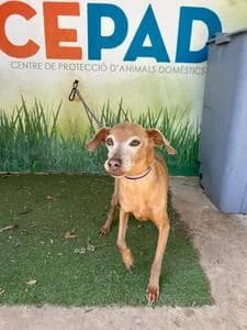 CAMILO, Mixed Breed for adoption at Fundació Natura Parc CEPAD, Santa Eugènia (Mallorca)