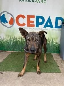 Flama, Mixed Breed for adoption at Fundació Natura Parc CEPAD, Santa Eugènia (Mallorca)