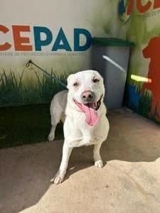 LUIGI, Mixed Breed for adoption at Fundació Natura Parc CEPAD, Santa Eugènia (Mallorca)