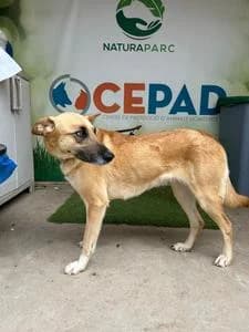 HEURA, Mixed Breed for adoption at Fundació Natura Parc CEPAD, Santa Eugènia (Mallorca)