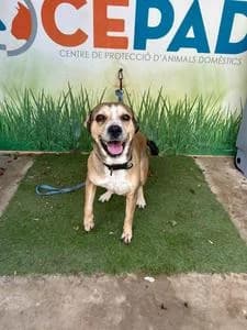 HERA, Mixed Breed for adoption at Fundació Natura Parc CEPAD, Santa Eugènia (Mallorca)