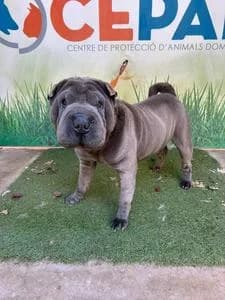CHELINNI, Mixed Breed for adoption at Fundació Natura Parc CEPAD, Santa Eugènia (Mallorca)