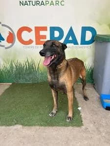 LYAH, Mixed Breed for adoption at Fundació Natura Parc CEPAD, Santa Eugènia (Mallorca)