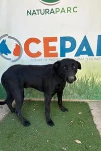 NEFRER, Mixed Breed for adoption at Fundació Natura Parc CEPAD, Santa Eugènia (Mallorca)