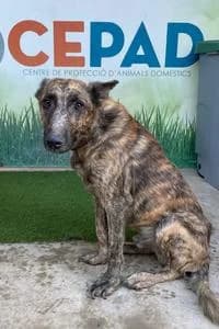 HARRY, Mixed Breed for adoption at Fundació Natura Parc CEPAD, Santa Eugènia (Mallorca)