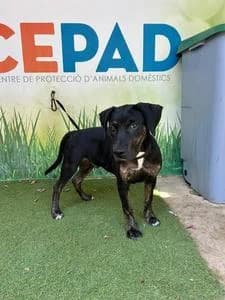 TAISON, Mixed Breed for adoption at Fundació Natura Parc CEPAD, Santa Eugènia (Mallorca)