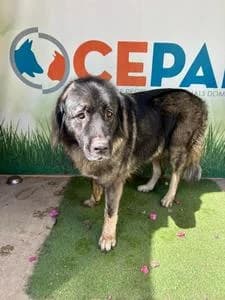 VICKY, Mixed Breed for adoption at Fundació Natura Parc CEPAD, Santa Eugènia (Mallorca)