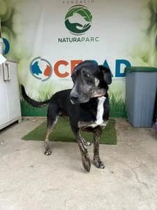 ARGUS, Mixed Breed for adoption at Fundació Natura Parc CEPAD, Santa Eugènia (Mallorca)